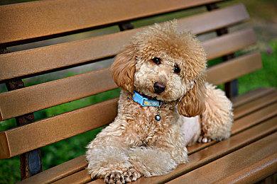 《家园》团队打造！RTS游戏《穿越火线：军团》正式发售